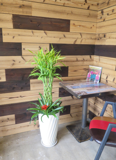 0680観葉植物ギフト　ミリオンバンブー　スタイリッシュポットW【大型商品】