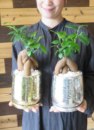 0694　77歳喜寿の御祝におすすめ観葉植物ギフト　最高の御祝に　金銀我樹丸(きんぎんがじゅまる)