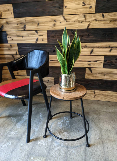 0720【観葉倶楽部の開運プランツ】空気清浄の木サンスベリア☆富と繁栄のゴールド鉢