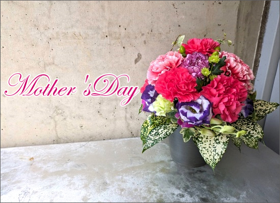 25md01【母の日フラワーギフト】サンクスマザーカーネーション（サークル）