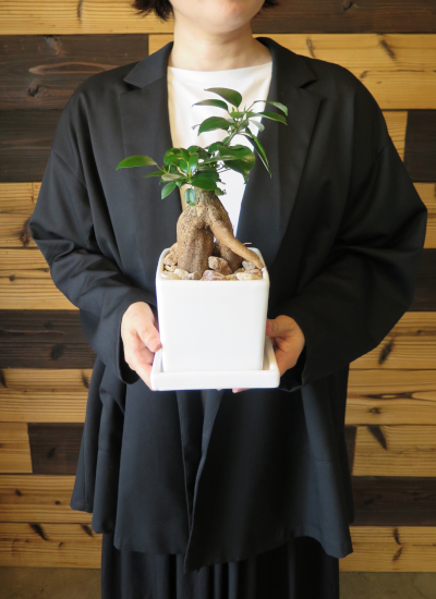 0741観葉植物ギフト　妖精が棲む木ガジュマルのホワイトスクエア鉢