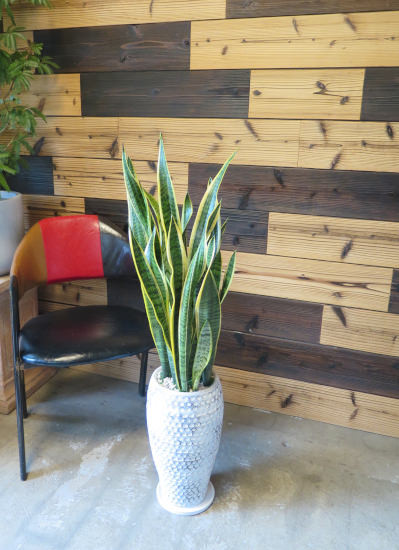 0647観葉植物ギフト　サンスベリア　ホワイトドット