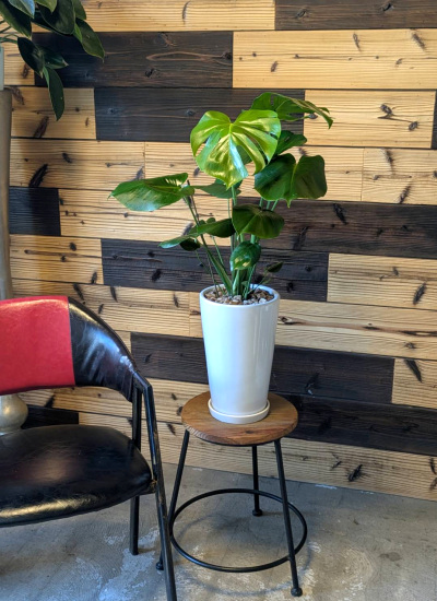 0780観葉植物ギフト シンプルモンステラ