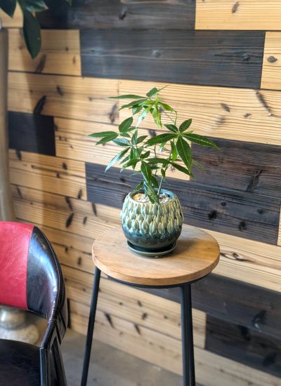 0779観葉植物ギフト パキラとデザイン鉢