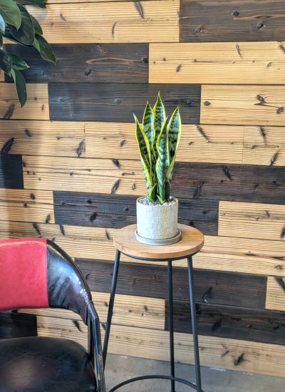 0778観葉植物ギフト サンスベリアとライトグレー格子柄鉢