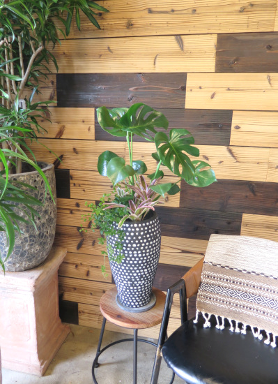 0782観葉植物ギフト モンステラとミニ観葉の寄せ植えドット柄鉢