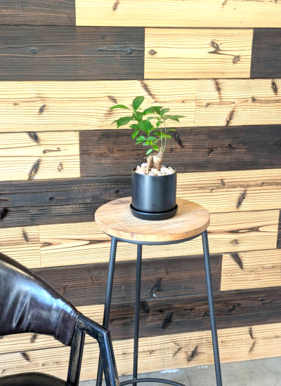 0786観葉植物ギフト 風水ガジュマル☆信頼感を高める【黒】シンプルブラック鉢　ミニ観葉まとめ割対象商品