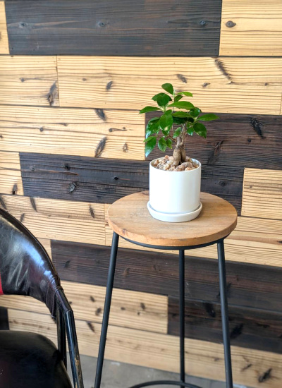 0785観葉植物ギフト 風水ガジュマル☆素直な気持ちを贈りたい時の【白】シンプルホワイト鉢　ミニ観葉まとめ割対象商品