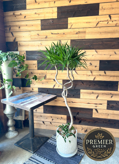 0789観葉植物ギフトこだわりの１点もの【プレミアグリーン】ドラセナナヴィ　３本の幹が交差する縁起の良い樹形のホワイト鉢