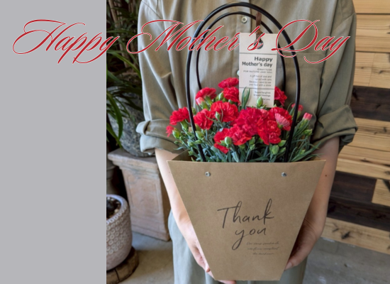 【母の日フラワーギフト】カーネーション鉢植え（赤花）Thankyouトート25md09