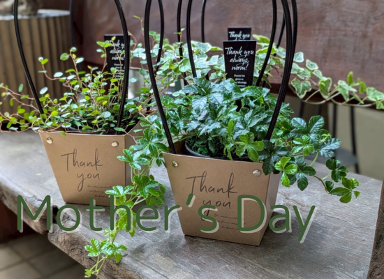 【母の日フラワーギフト】ミニ観葉植物Thankyouトート25md10