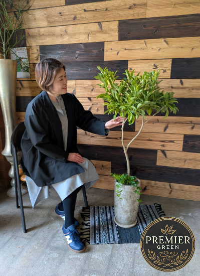 0793観葉植物ギフトこだわりの1点もの【プレミアグリーン】斑入りファグラエア ナチュラル鉢