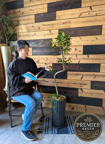 0792観葉植物ギフトこだわりの１点もの【プレミアグリーン】フランスゴムのアート的曲がり樹形 ブラック鉢