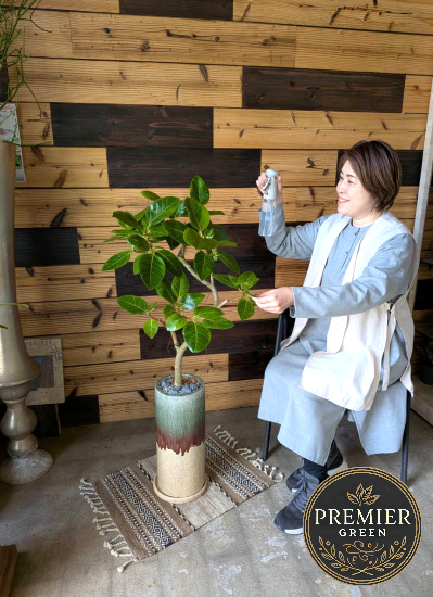 0797観葉植物ギフトこだわりの1点もの【プレミアグリーン】アルテシーマの和モダンテイスト