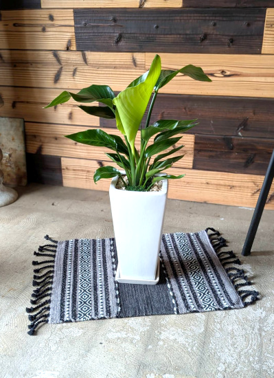 0804観葉植物ギフト　オーガスタとホワイトスクエア鉢