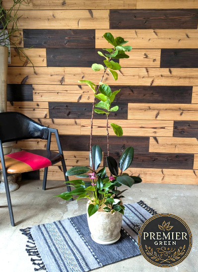 0801観葉植物ギフトこだわりの１点もの【プレミアグリーン】フィカスバンビーノ　GREENMIX