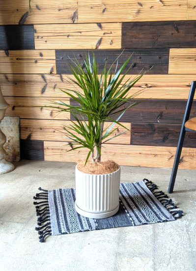 0803観葉植物ギフト　コンシンネとベージュ鉢