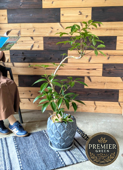 0802観葉植物ギフトこだわりの１点もの【プレミアグリーン】アートな樹形のチュピタンサス　リーフポット