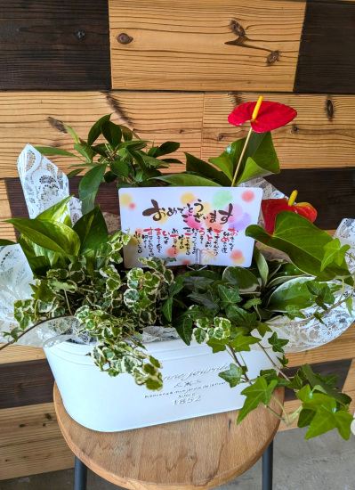 0807観葉植物ギフト　とっておきのお祝いの気持ちをこめて　観葉植物いろいろにぎやかセット◆折り句メッセージカート付き