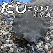 昆布　利尻　『だし出します』