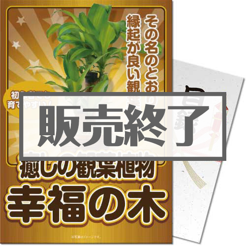 ＜販売終了＞【パネもく！】癒しのインテリア観葉植物「幸福の木」（A4パネル付）[当日出荷可]