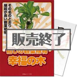 ＜販売終了＞【パネもく！】癒しのインテリア観葉植物「幸福の木」（A3パネル付）[当日出荷可]
