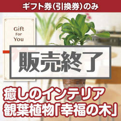 ＜販売終了＞【ギフト券】癒しのインテリア観葉植物「幸福の木」[当日出荷可]