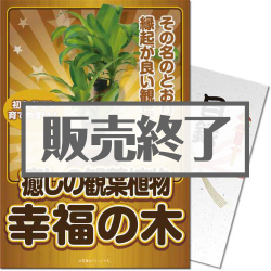 ＜販売終了＞【パネもく！】癒しのインテリア観葉植物「幸福の木」（A4パネル付）[当日出荷可]