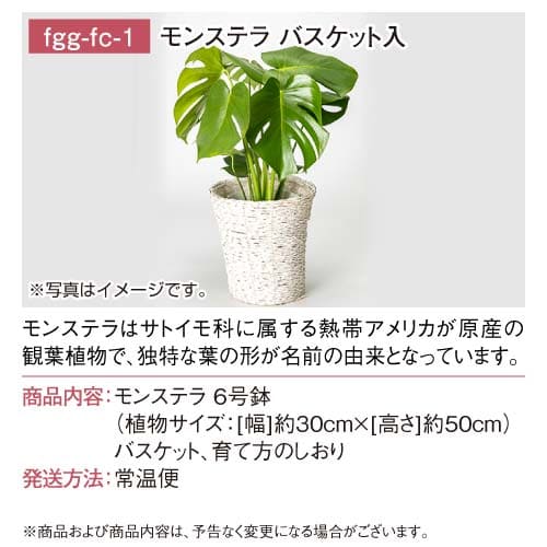 パネもく！】選べる！フラワー＆グリーンギフト FCコース-景品パーク