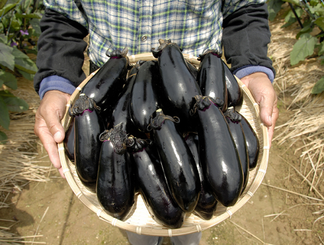 石見銀山なす(茄子の浅漬)