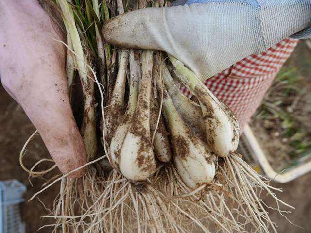 出雲産らっきょう