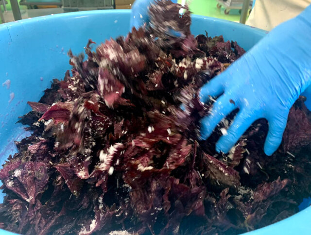 津田かぶ梅しそ漬