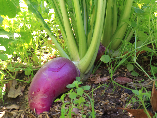 生育中の津田かぶ
