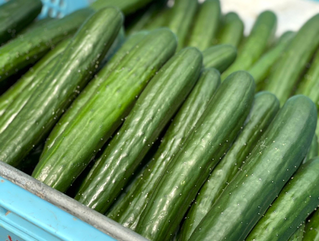 出雲のおいしいきゅうり漬（しょうゆ味）