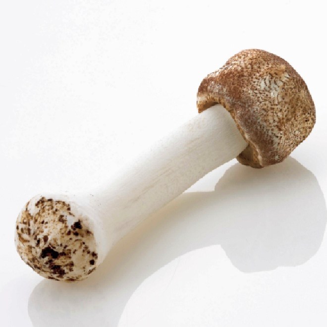 アガリクス茸仙生露は安心・安全の国産アガリクス茸「ABMK」を使用。協和発酵グループが開発した高機能アガリクスです。