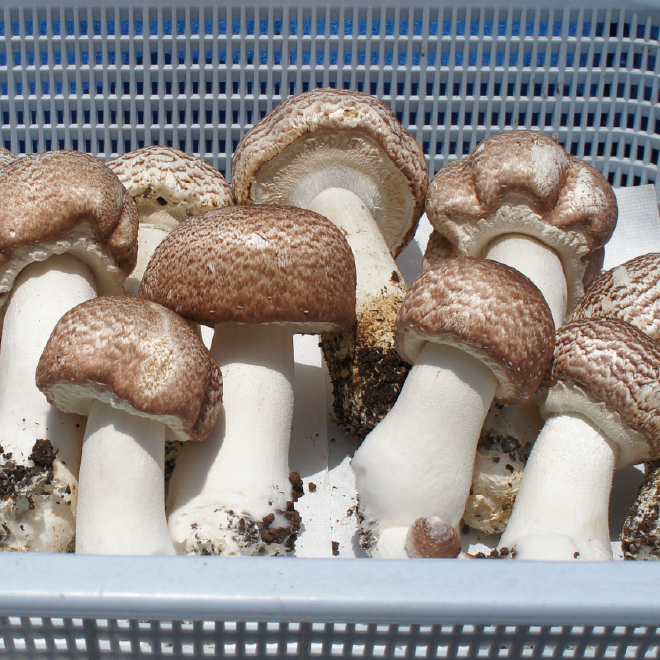 信頼のおけるサプリメントをお探しなら長年の実績があるアガリクス茸仙生露　特に病中病後の栄養補給に最適な食品です