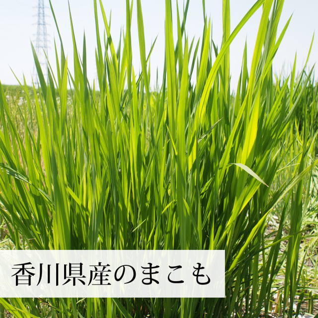 自然健康社 乾燥まこも500g