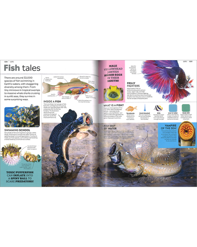 EYEWITNESS ENCYCLOPEDIA OF EVERYTHING