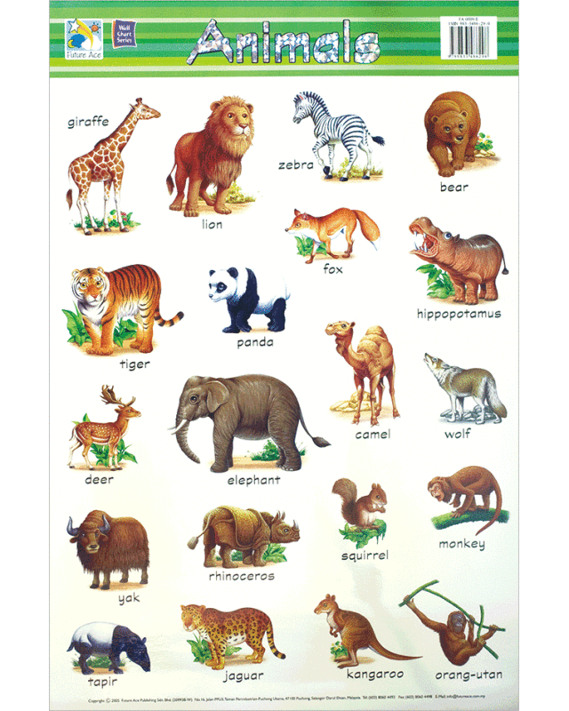 KM384: ANIMALS (WALL CHARTS)