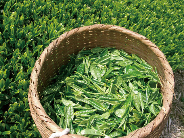 Acoop 新茶 グリーン 1kg 新品 未開封 送料無料 Aコープ 煎茶 新茶 グリーン 緑茶 1kg - メルカリ