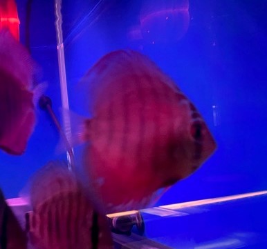 ディスカスオリエンタルドリームＳサイズ