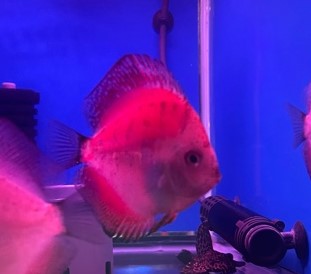 ディスカスレッドパールターコイズＳサイズ