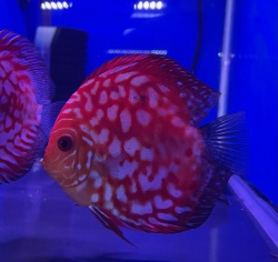 ディスカス　レッドマップジャガーML