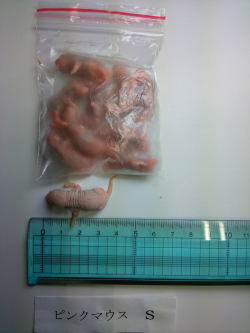 冷凍 ピンクマウスＳ　　　　１セット１０匹