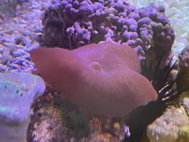 ディスクコーラル（赤系）