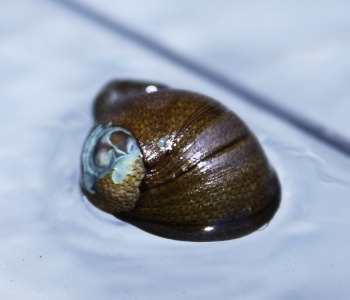 1匹 石巻貝 約2cm