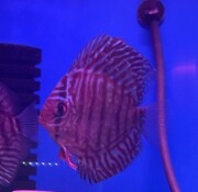 熱帯魚 ディスカス 値段 熱帯魚の王様 ディスカス アクアリウム専門店