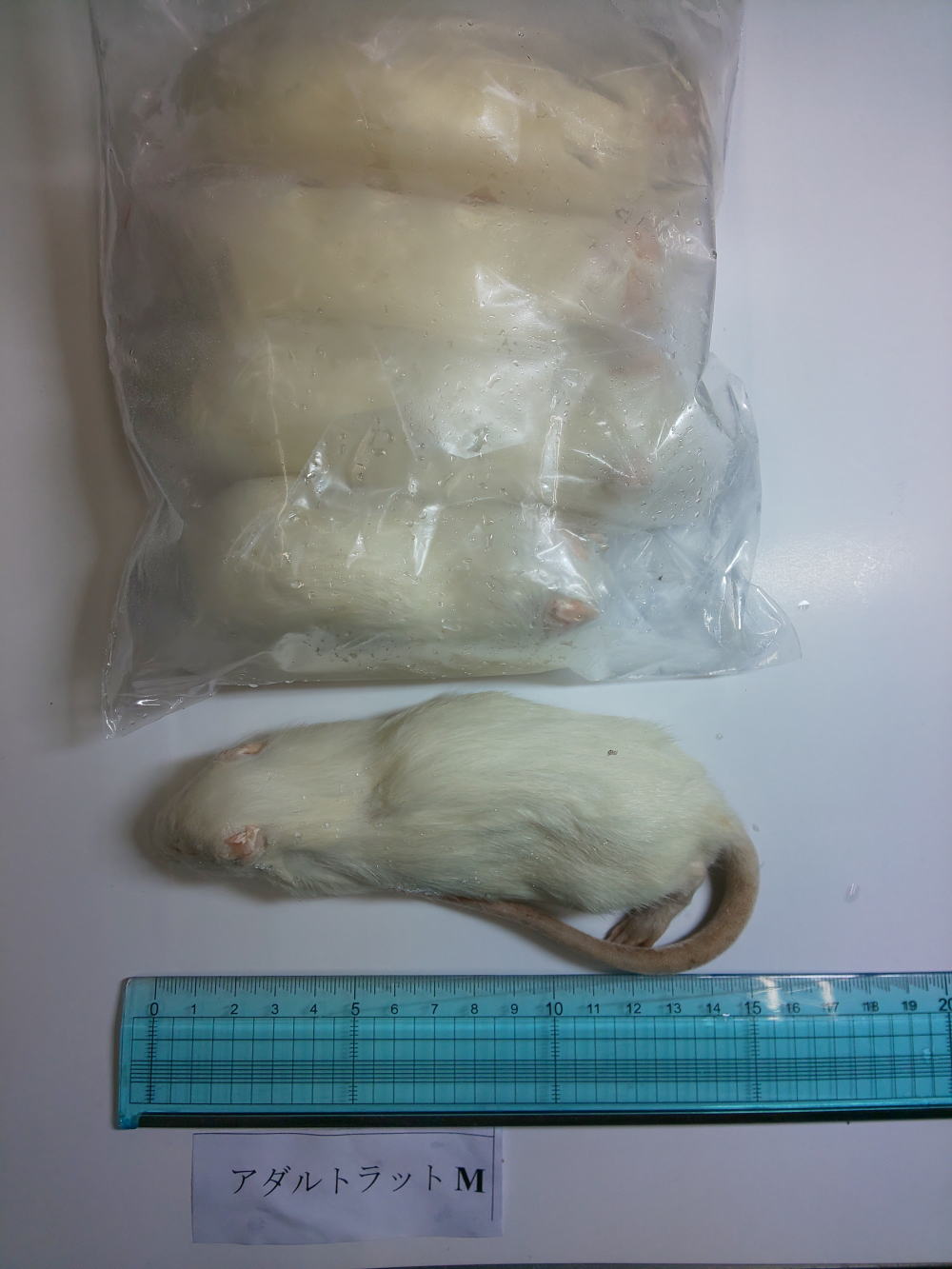 冷凍 アダルトラットM　　　１セット5匹