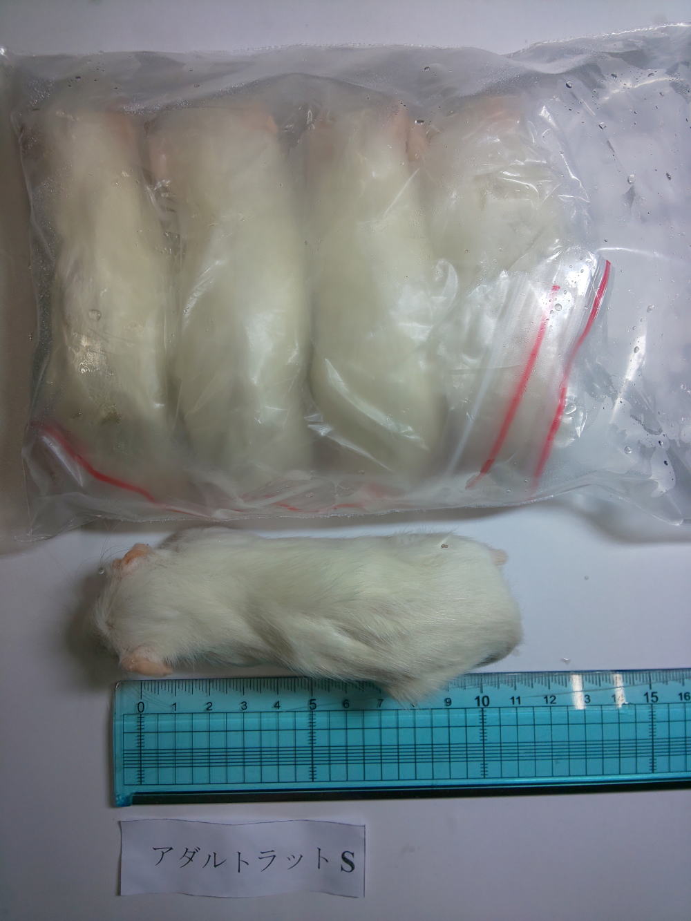 冷凍 アダルトラットS　　　１セット5匹