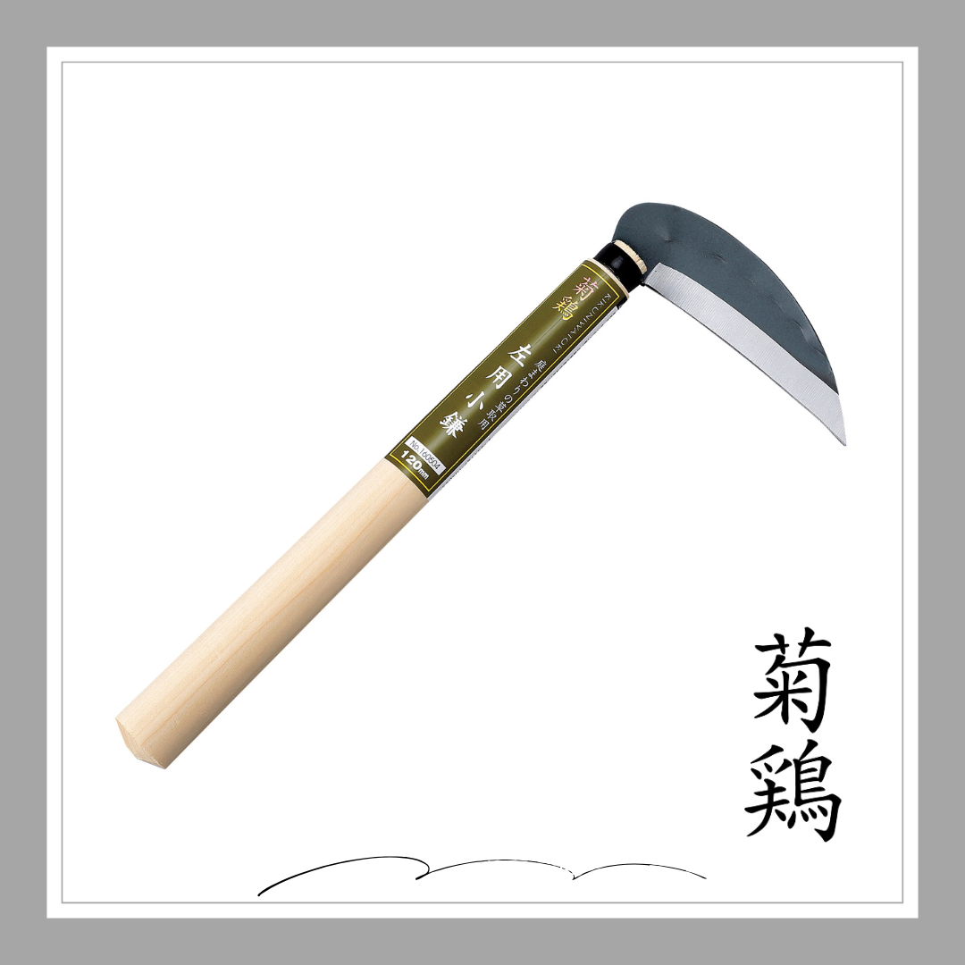 菊鶏　左用小鎌「160504」
